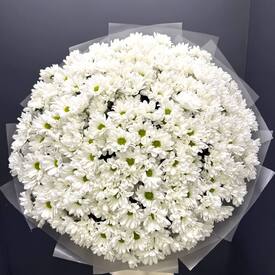 Букет из  51 кустовой хризантемы  Бакарди