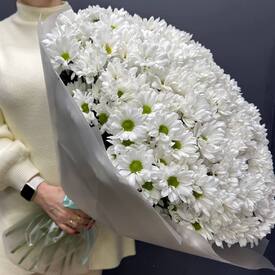 Букет из 35 кустовых хризантем Бакарди 