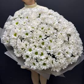 Букет из 35 кустовых хризантем Бакарди 