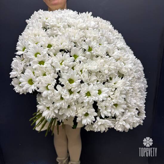 Букет из 35 кустовых хризантем Бакарди