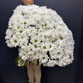 Букет из 35 кустовых хризантем Бакарди