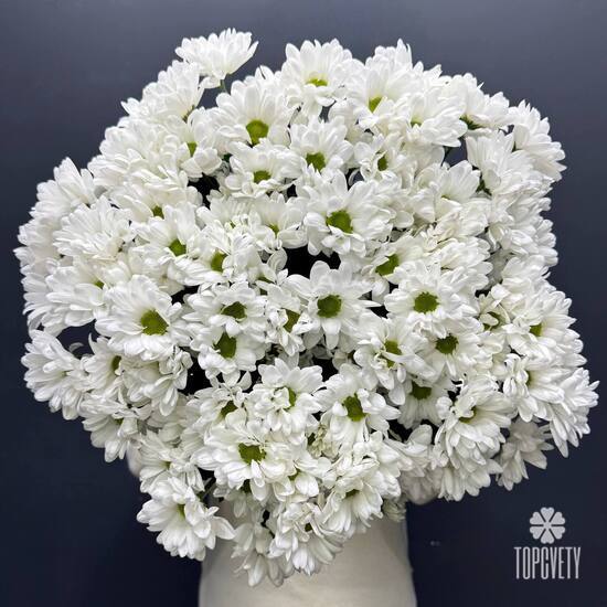 Букет из 15 кустовых хризантем Бакарди