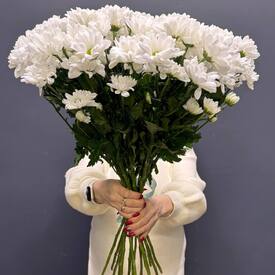 Букет из 15 кустовых хризантем Бакарди
