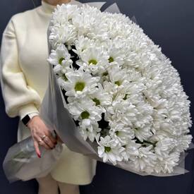 Букет из 25 кустовых хризантем Бакарди