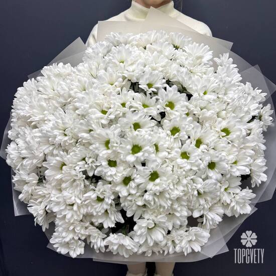 Букет из 25 кустовых хризантем Бакарди