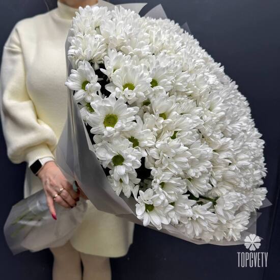 Букет из 25 кустовых хризантем Бакарди