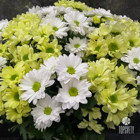 Букет из 15 кустовых хризантем микс