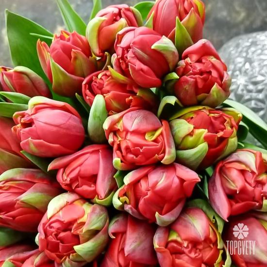 Букет из 35 красных пионовидных тюльпанов 