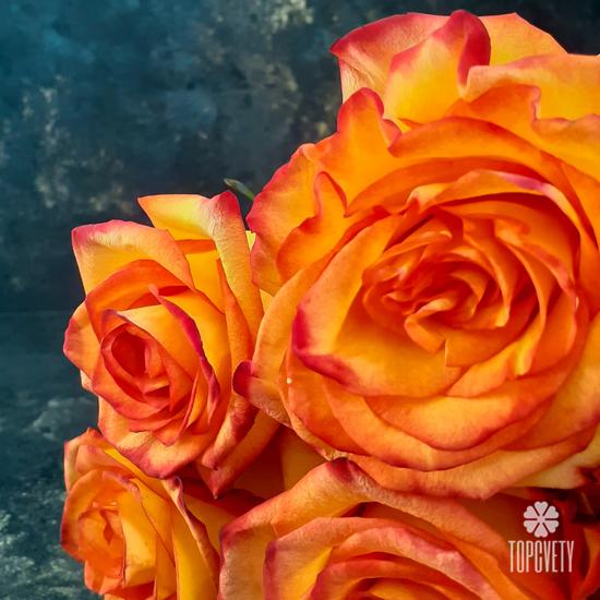 Букет из 11 оранжевых роз Хай Мэджик 50см