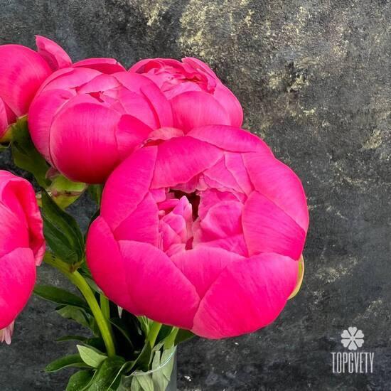 Букет из 13 розовых пионов