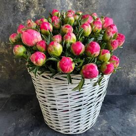 Композиция из 75 пионов 