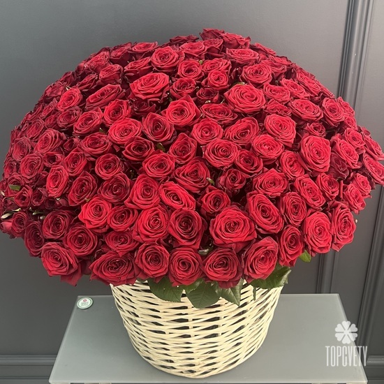 Композиция из 135 красных роз в корзине